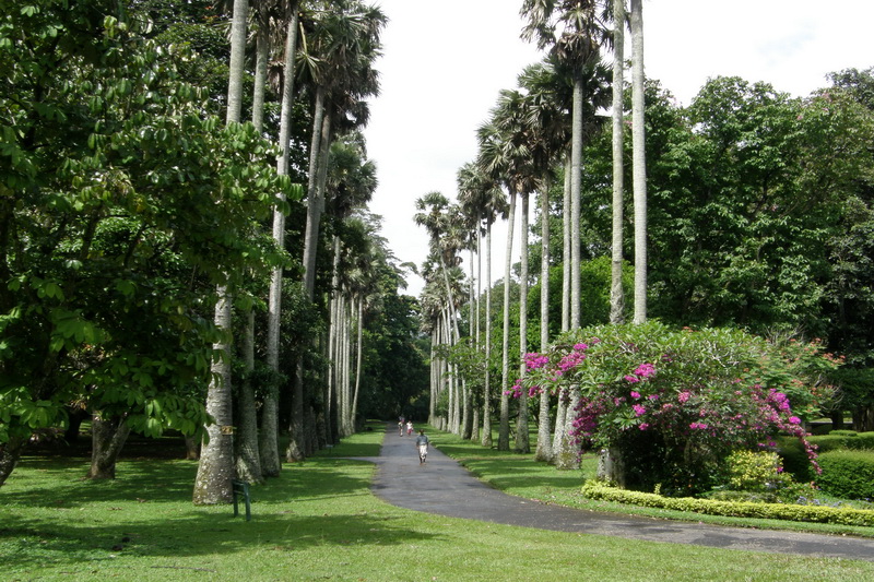 Sri Lanka, Kandy, Royal Botanical Garden